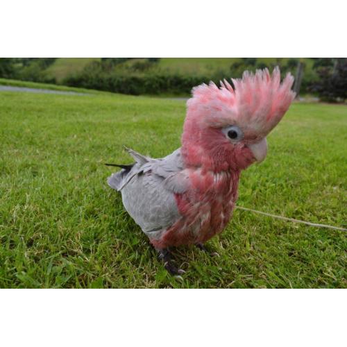 GALAH Cockatoo