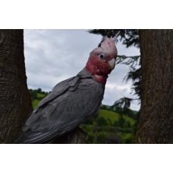 GALAH Cockatoo