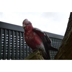 GALAH Cockatoo