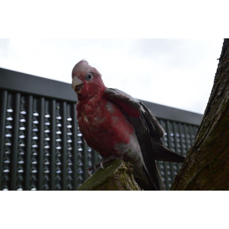 GALAH Cockatoo