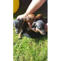 Beautiful mininatures dachshund puppys