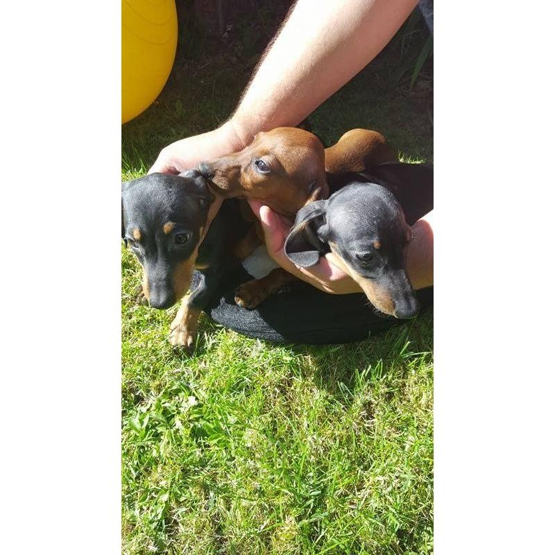Beautiful mininatures dachshund puppys