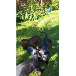 Beautiful mininatures dachshund puppys