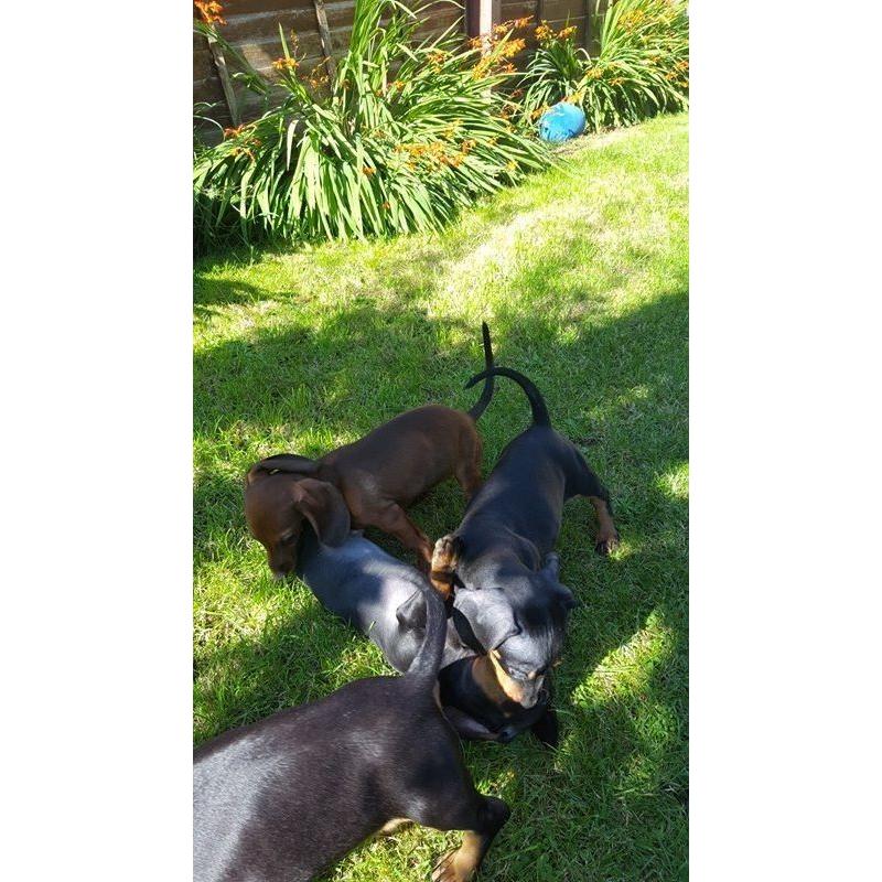 Beautiful mininatures dachshund puppys