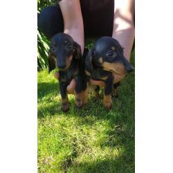 Beautiful mininatures dachshund puppys