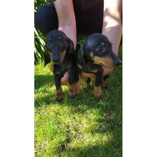 Beautiful mininatures dachshund puppys