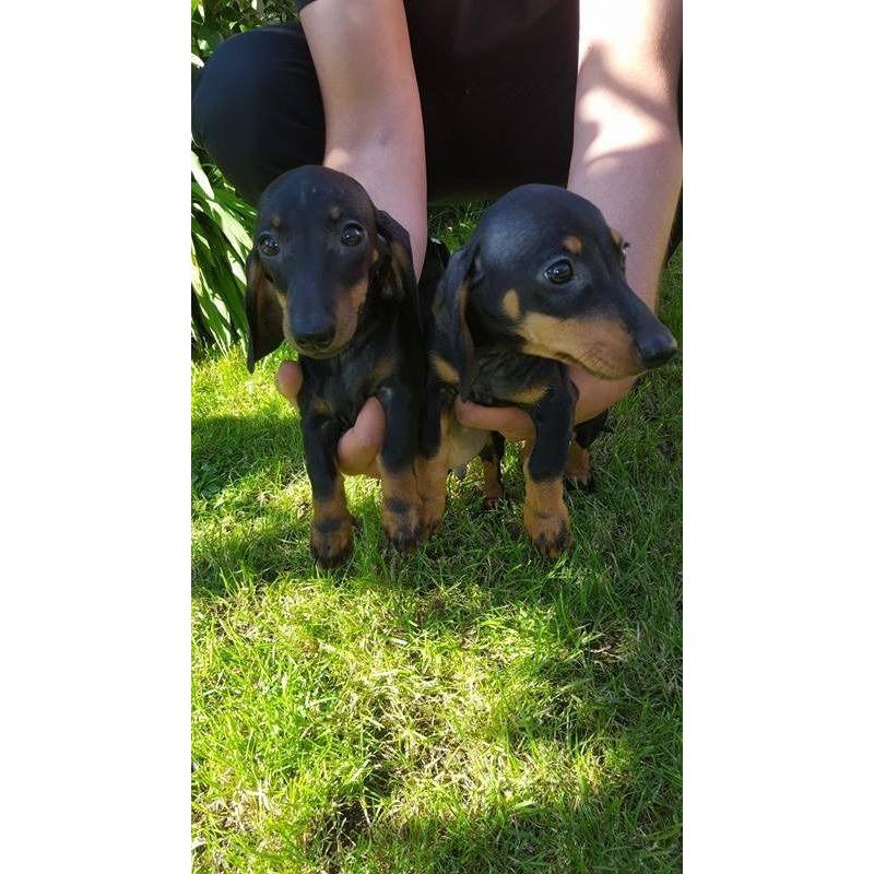 Beautiful mininatures dachshund puppys
