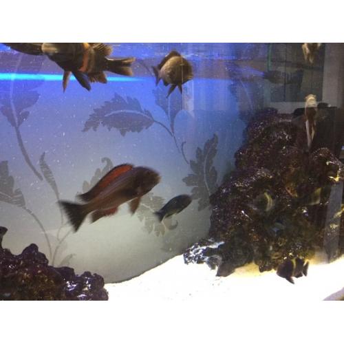 Tropheous cichlids for sale