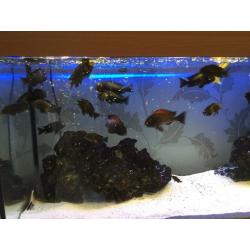 Tropheous cichlids for sale