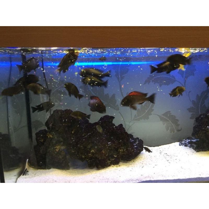 Tropheous cichlids for sale