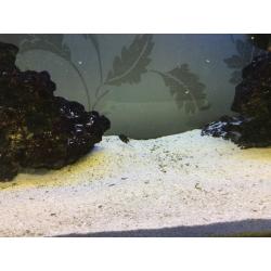 Tropheous cichlids for sale
