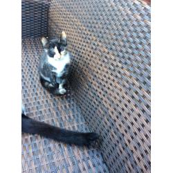 Tortoiseshell Girl Kitten Grays Essex