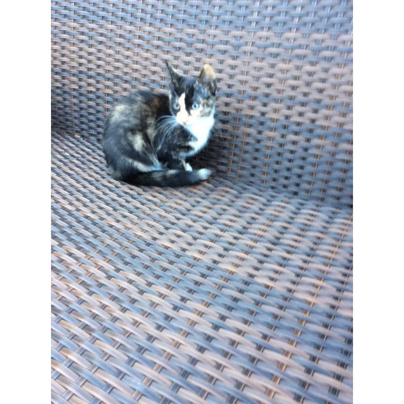 Tortoiseshell Girl Kitten Grays Essex