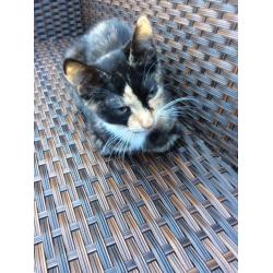 Tortoiseshell Girl Kitten Grays Essex