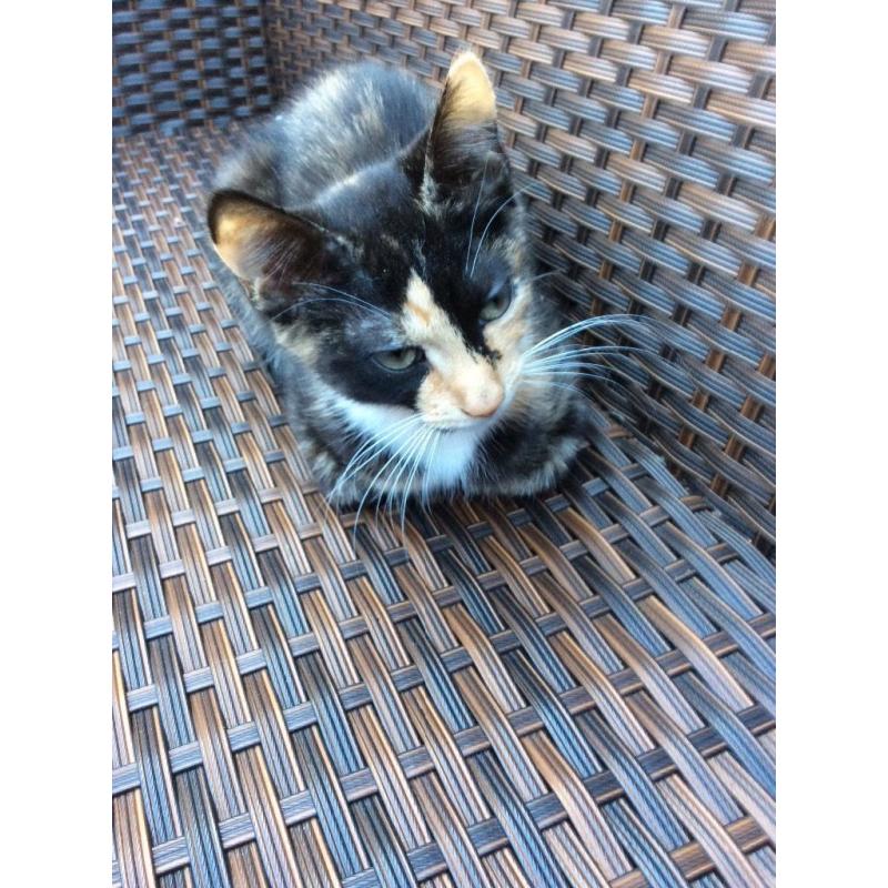 Tortoiseshell Girl Kitten Grays Essex