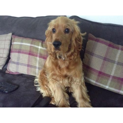 8 month old golden cocker spaniel