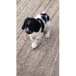Springer spaniel puppies