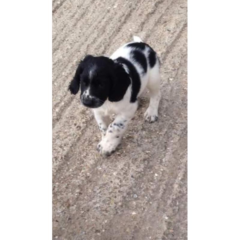 Springer spaniel puppies