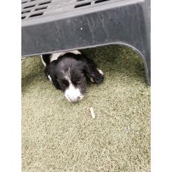 Springer spaniel puppies