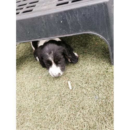 Springer spaniel puppies