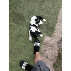 Springer spaniel puppies