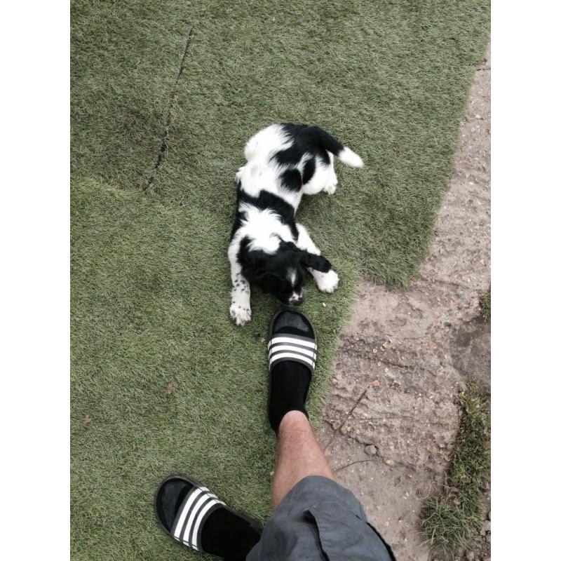 Springer spaniel puppies