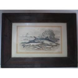 Antique Old Victorian Fish Print Framed. Maritime Print Nautical Fisherman Fishing Boat