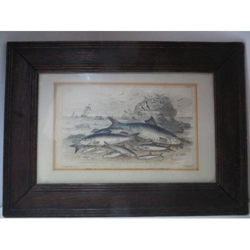 Antique Old Victorian Fish Print Framed. Maritime Print Nautical Fisherman Fishing Boat
