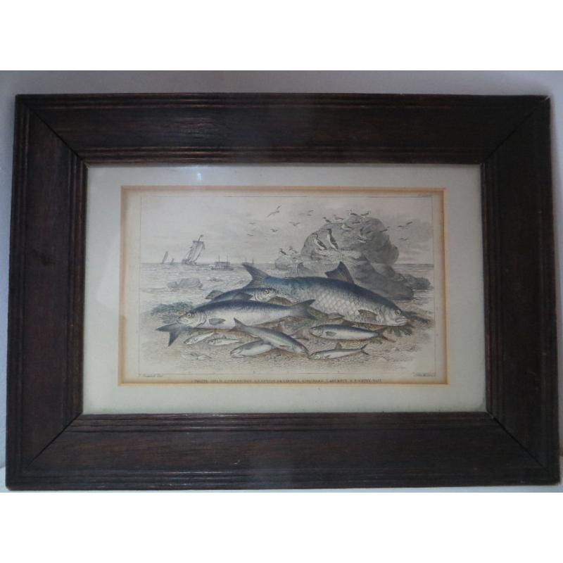 Antique Old Victorian Fish Print Framed. Maritime Print Nautical Fisherman Fishing Boat