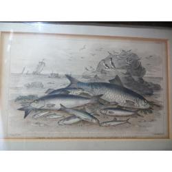 Antique Old Victorian Fish Print Framed. Maritime Print Nautical Fisherman Fishing Boat