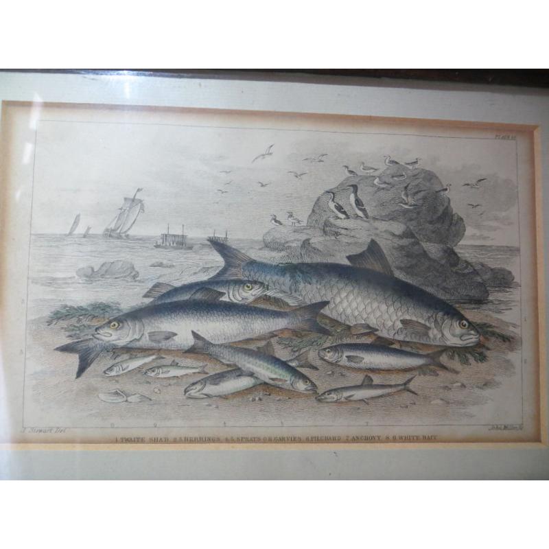 Antique Old Victorian Fish Print Framed. Maritime Print Nautical Fisherman Fishing Boat