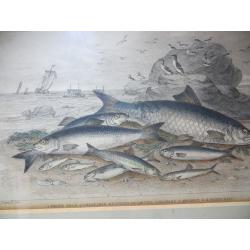 Antique Old Victorian Fish Print Framed. Maritime Print Nautical Fisherman Fishing Boat