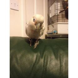 Goffins cockatoo