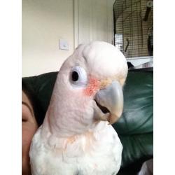Goffins cockatoo