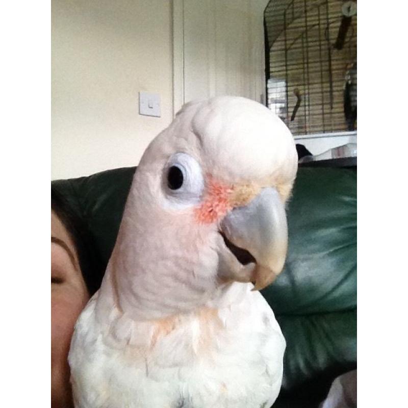 Goffins cockatoo
