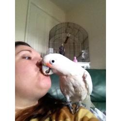 Goffins cockatoo