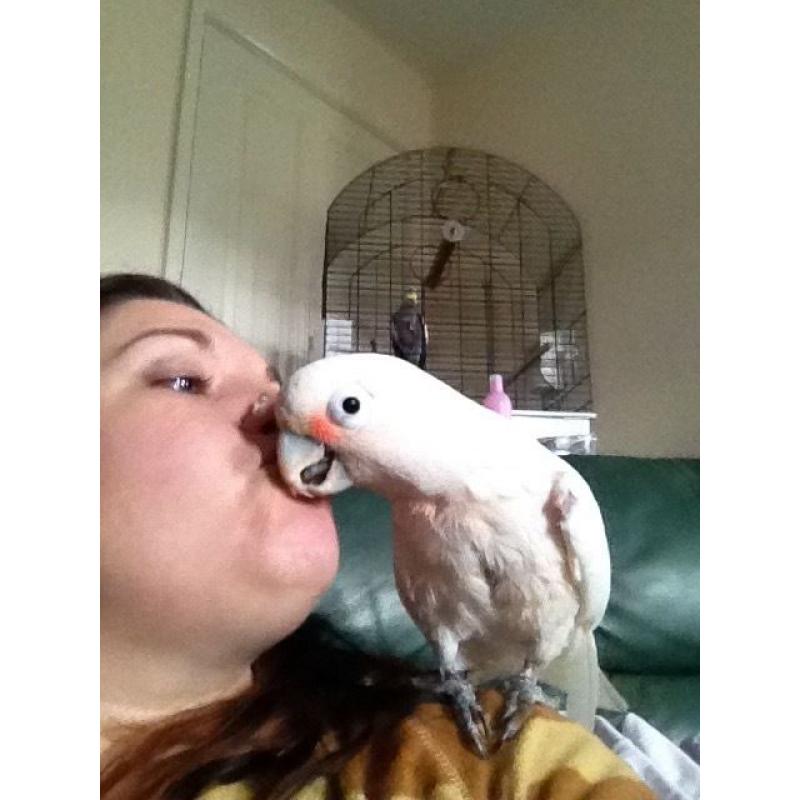 Goffins cockatoo