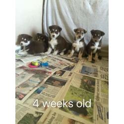 Siberian husky puppies for sale