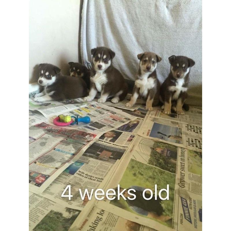 Siberian husky puppies for sale