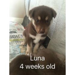 Siberian husky puppies for sale