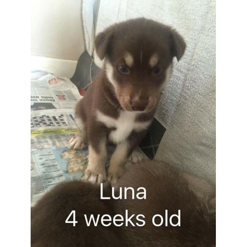 Siberian husky puppies for sale