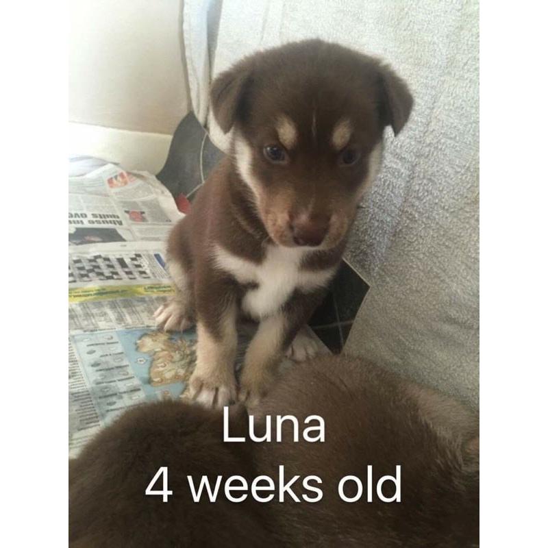 Siberian husky puppies for sale