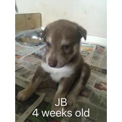 Siberian husky puppies for sale