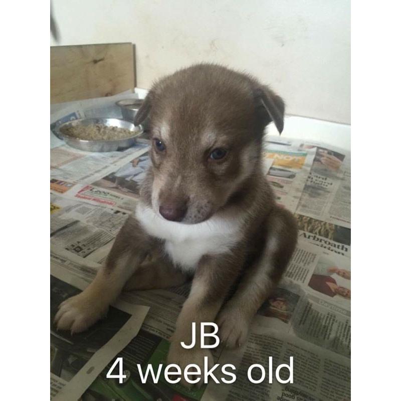 Siberian husky puppies for sale
