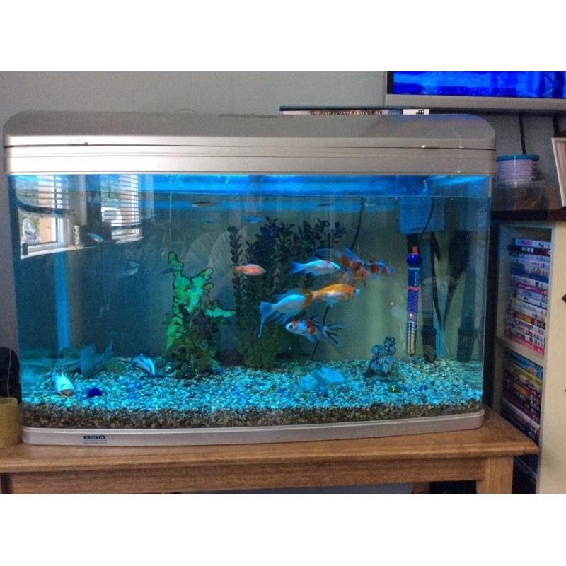 aqua 1 AR850 fishtank setup