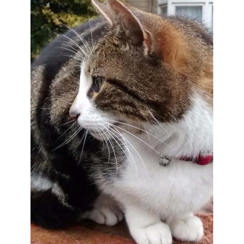 Is this your cat? Arbury/West Chesteron