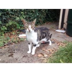 Is this your cat? Arbury/West Chesteron