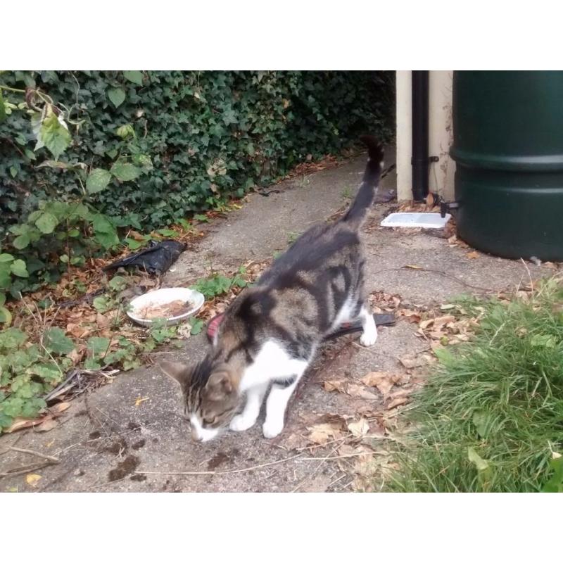 Is this your cat? Arbury/West Chesteron