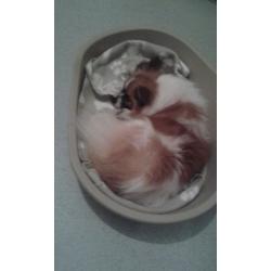 Chihuahua male