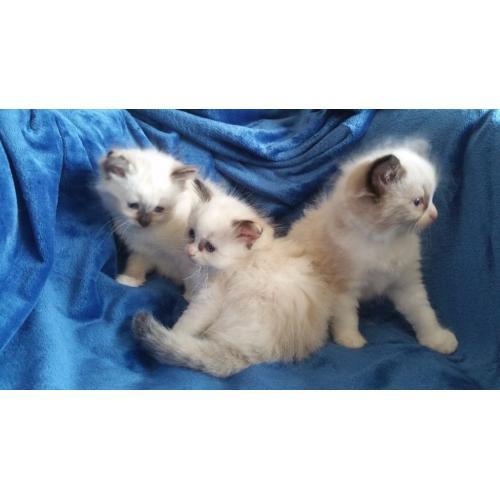 Ragdoll Kittens